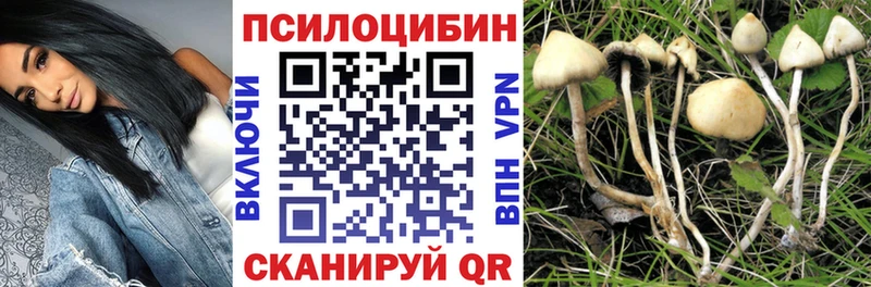 закладка  Кондрово  Галлюциногенные грибы Cubensis 